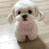 bede_kun