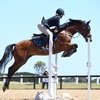 taylaa_equestrian