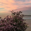 louffes