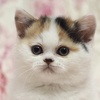 猫のいる生活 - TikTok Hashtag