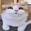 qwiilqp