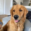 delilah.thegoldengirl