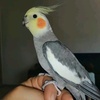 mehmet_bela