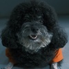 poodle_lny