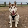 sandy.husky