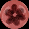 bloom___studios