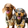 coupleofsnags