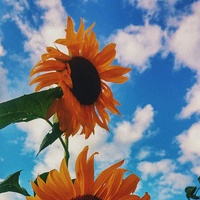 Burbank - bee