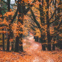 Aesthetic Sounds - Fall