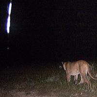 Puma Blue - Moon Undah Water | TikTok