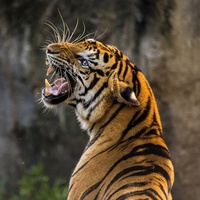 Tiger Sound & Звук тигра - Tiger Sound | TikTok