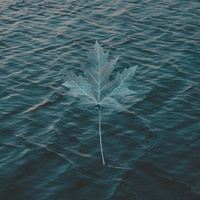 Maple