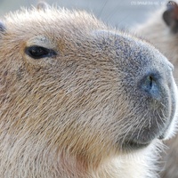 capivara #animaisengraçados #capybara #brasil #tiktok #br #cute