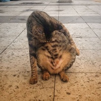 fazathecat - Chill Cat