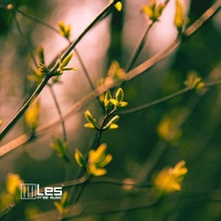 Lesfm - Spring