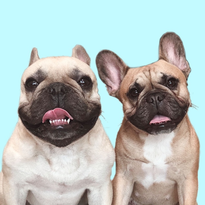 Griffin Frenchie Griffin Frenchie (@griffinfrenchie) Official TikTok | Watch Griffin