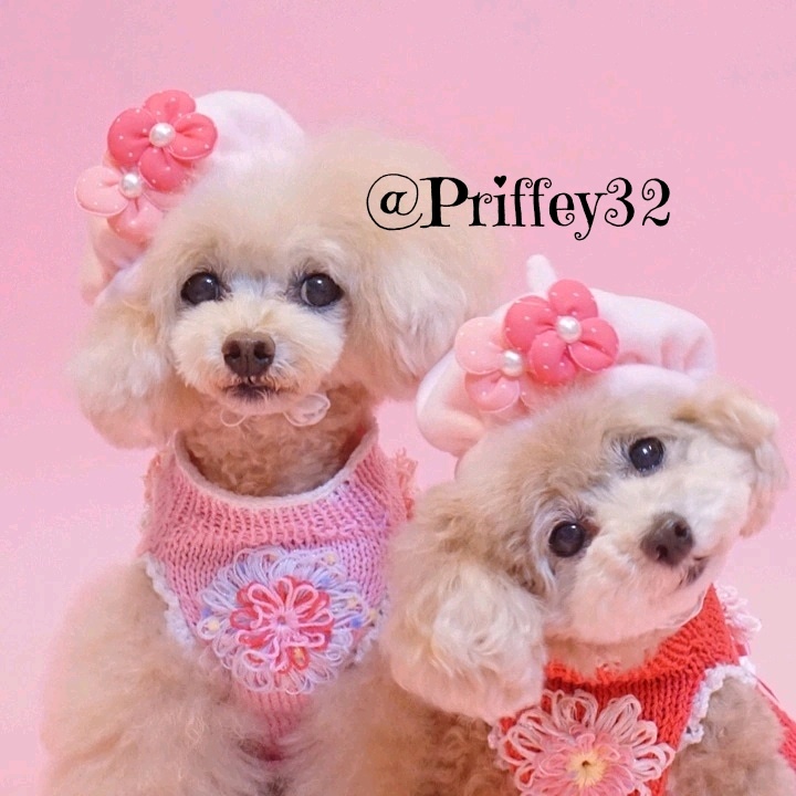 The Profile Image Avatar of priffey32 - ??プリッフィー??