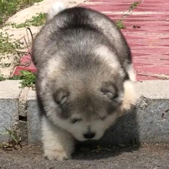 The Profile Image Avatar of puppy.love.us - puppy love us