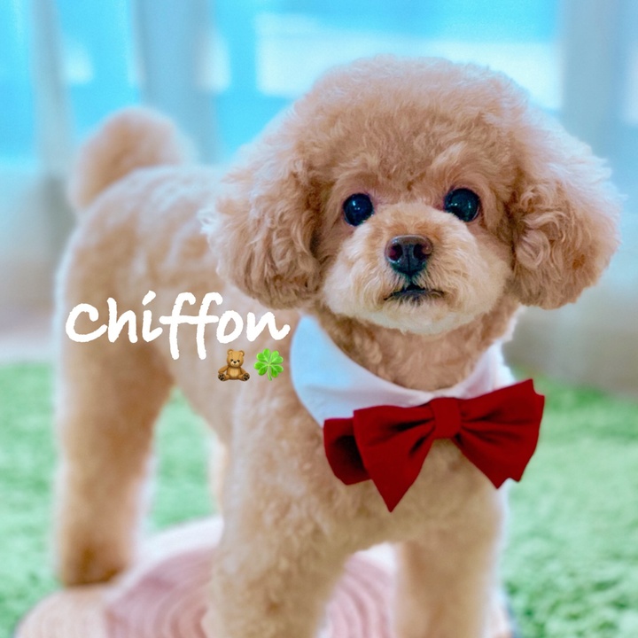 The Profile Image Avatar of iamchiffon - しふぉん??