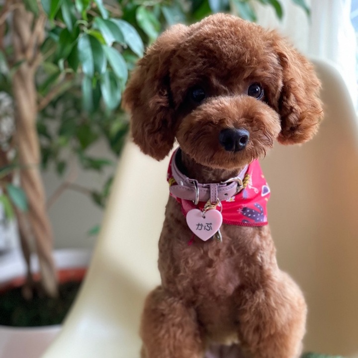 Kabucyaninu カブ子 Tiktok Kabucyaninu カブ子 Tiktok