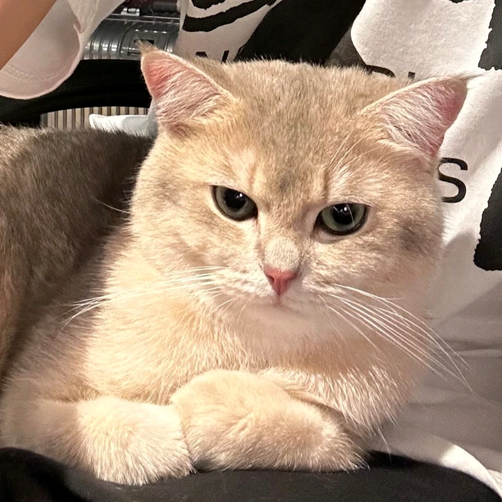 chit chit eain - suara asli