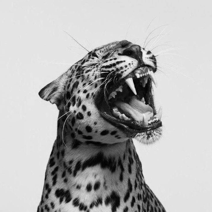 𝓕 - suara asli