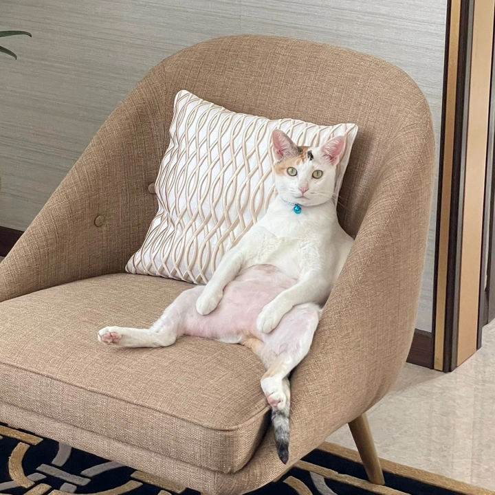 Madam Bonita - suara asli