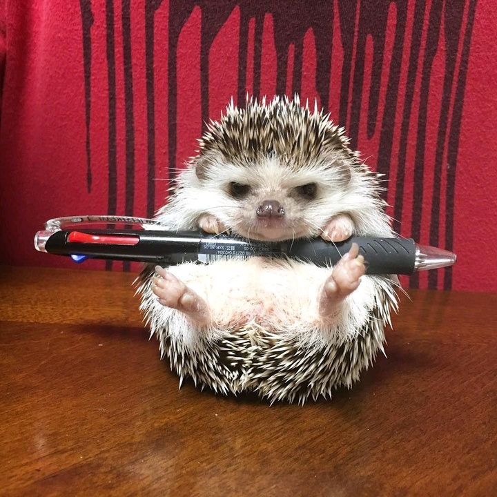 @harmful_hedgehog - Вредный ёжжжж