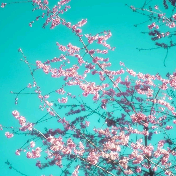 𓆟 - original sound - eccorice