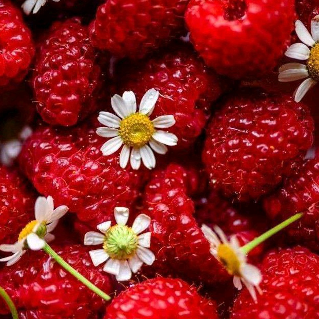 Малина экстра. Сочная малина. Эмблема ягодка для детского сада. Божья коровка ягодка малинка. Малинка 7.