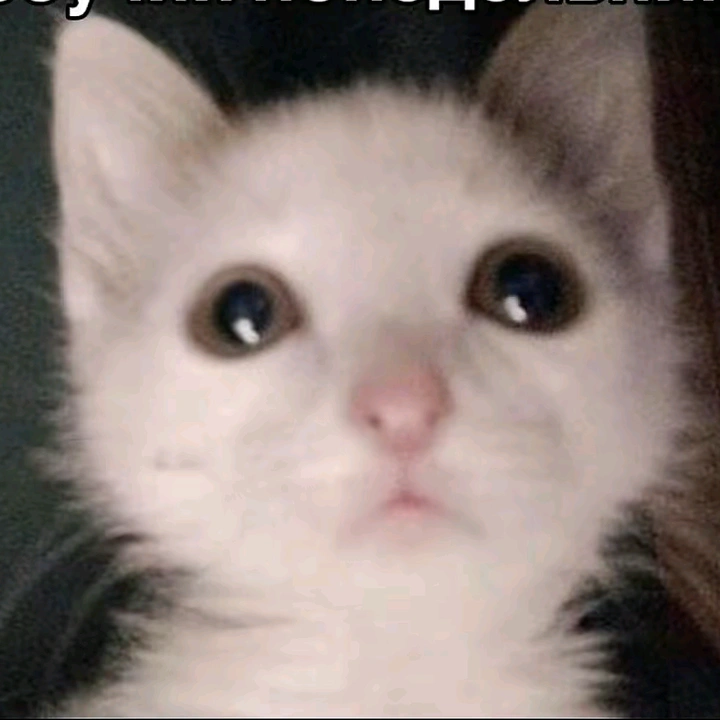 ... - suara asli