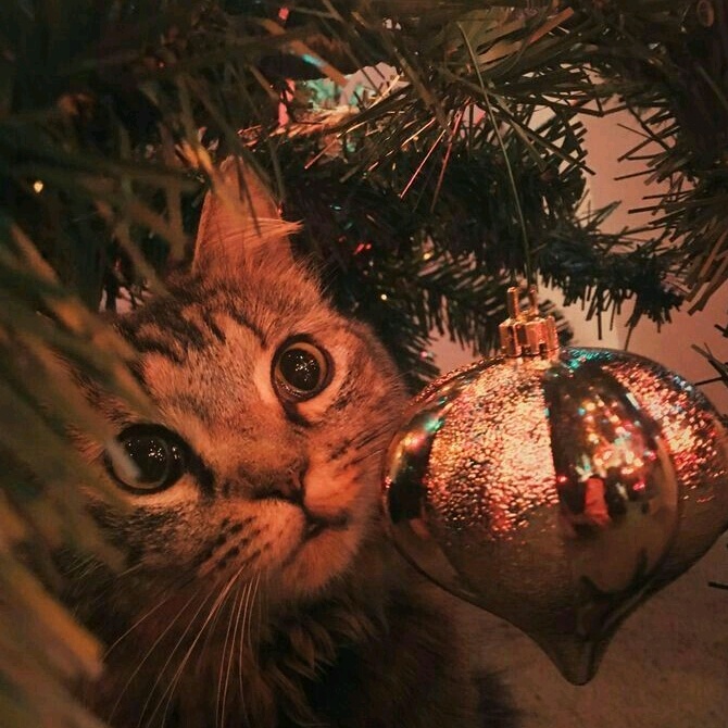 🦄 @red_princes_rblx - 🎄пупсек🎄 - TikTok