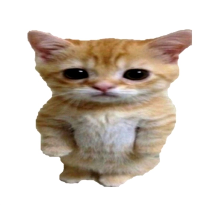 Эльгато котик