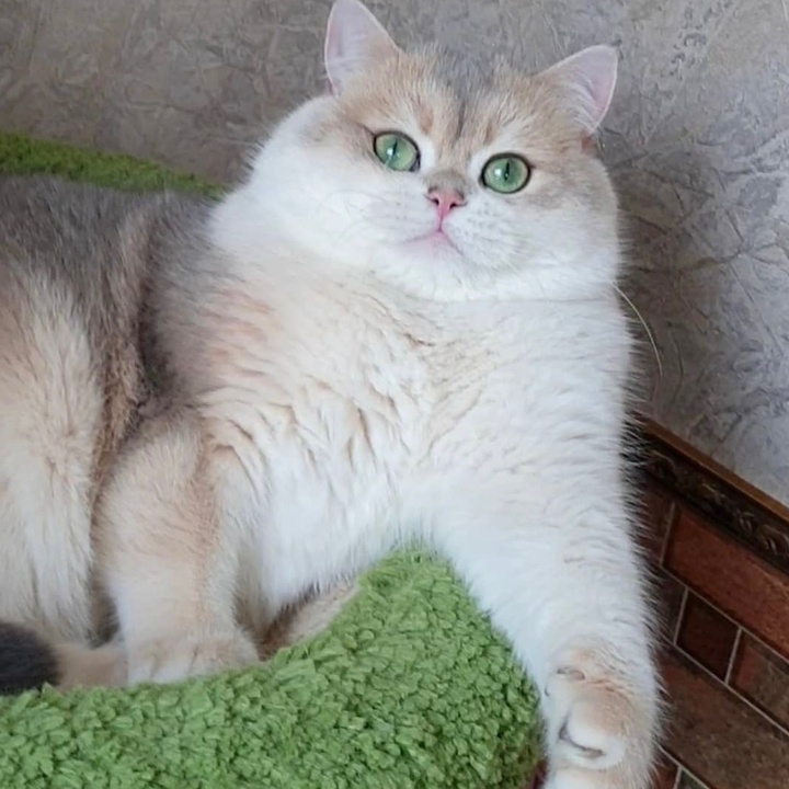 🦄 kitty_cat_uae Uae Cats 🐾 TikTok