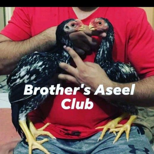 ? @brother_aseel_club - Brother's Aseel Club - TikTok