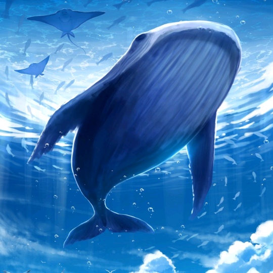 @heygentlewhale