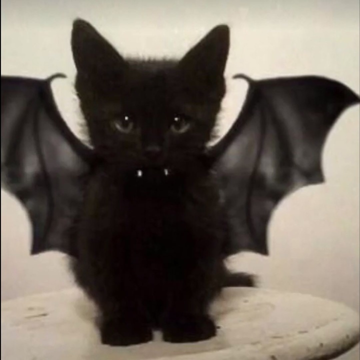 🤍Jade🤍 - suara asli - ..devil_.jade