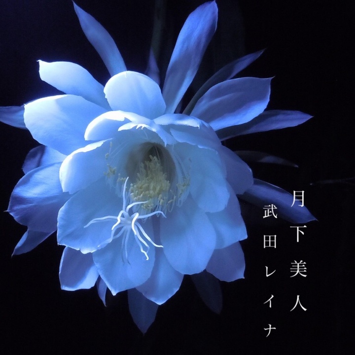 月下美人created By Takedareina Popular Songs On Tiktok