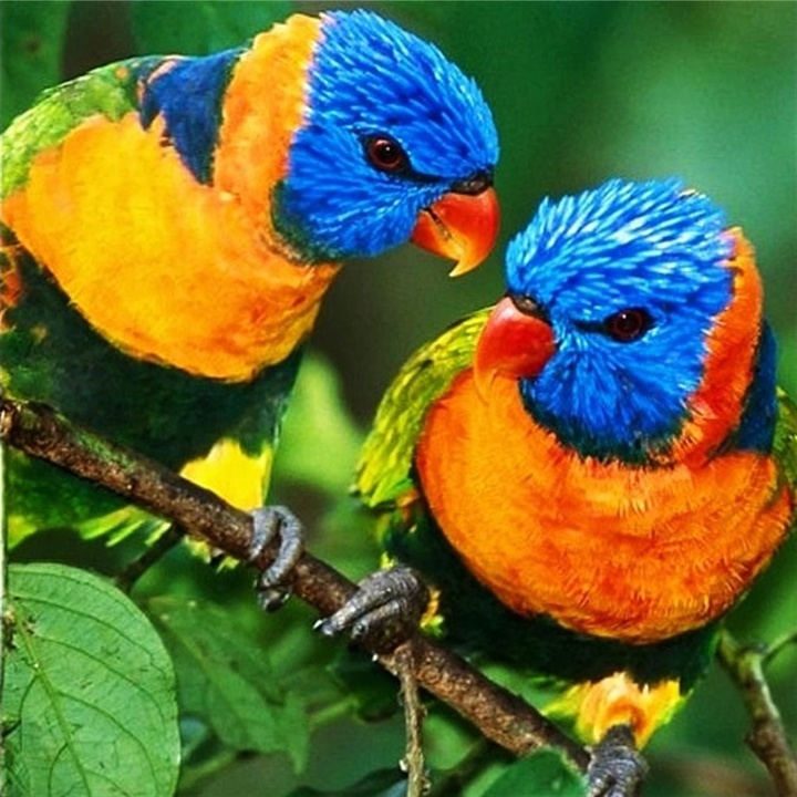 鸟è¯èб香2(森林鸟è¯ï¼‰