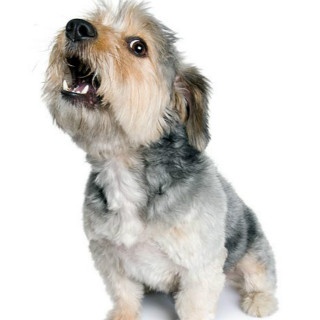what does the dog say
