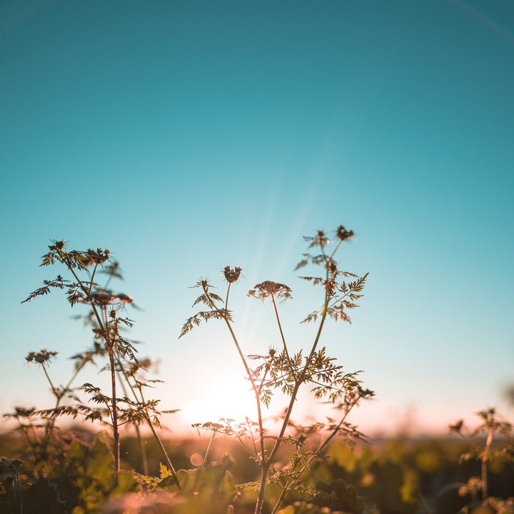 Embrace the enchanting magic of the morning, where the first ...