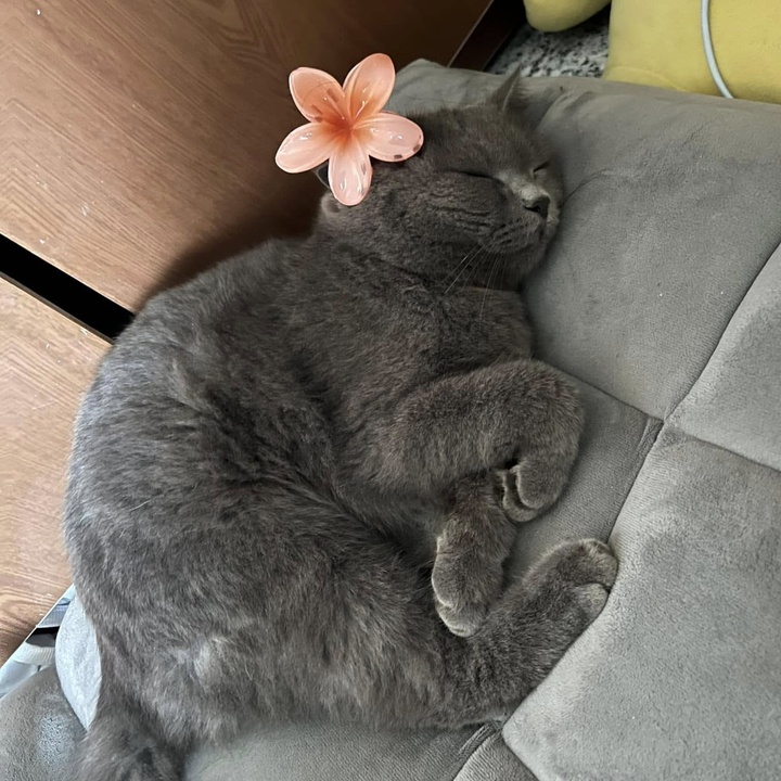 U Ii a Io Ui a I O Cat