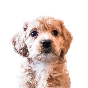 LunaTheMiniCockapoo - Originalton - lunatheminicockapoo