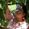 ranu_subba