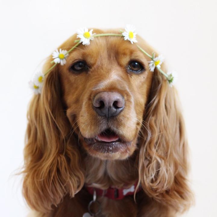 The Profile Image Avatar of pawfect_penny - pawfect_penny