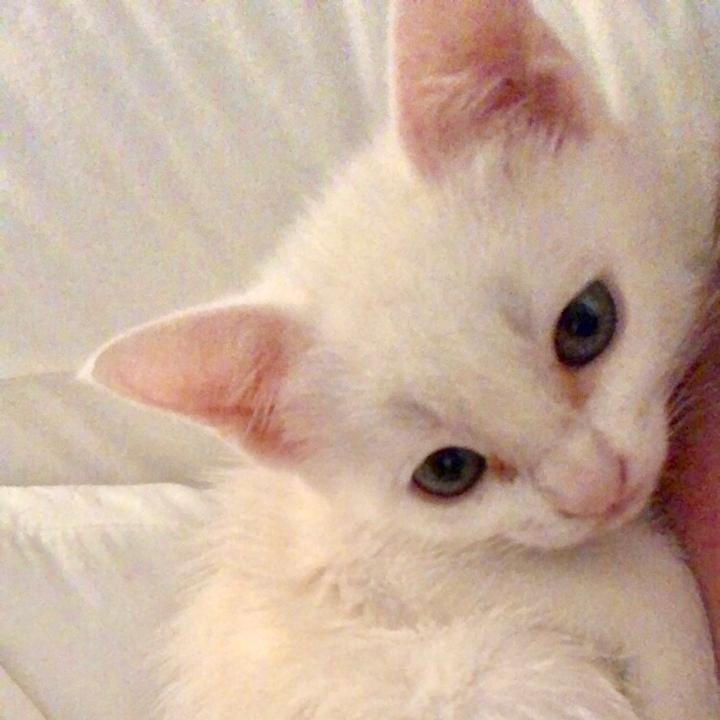 hollis.lane - suara asli