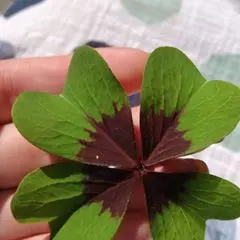 rochellesmama
