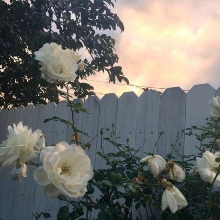 aesthetically.aj