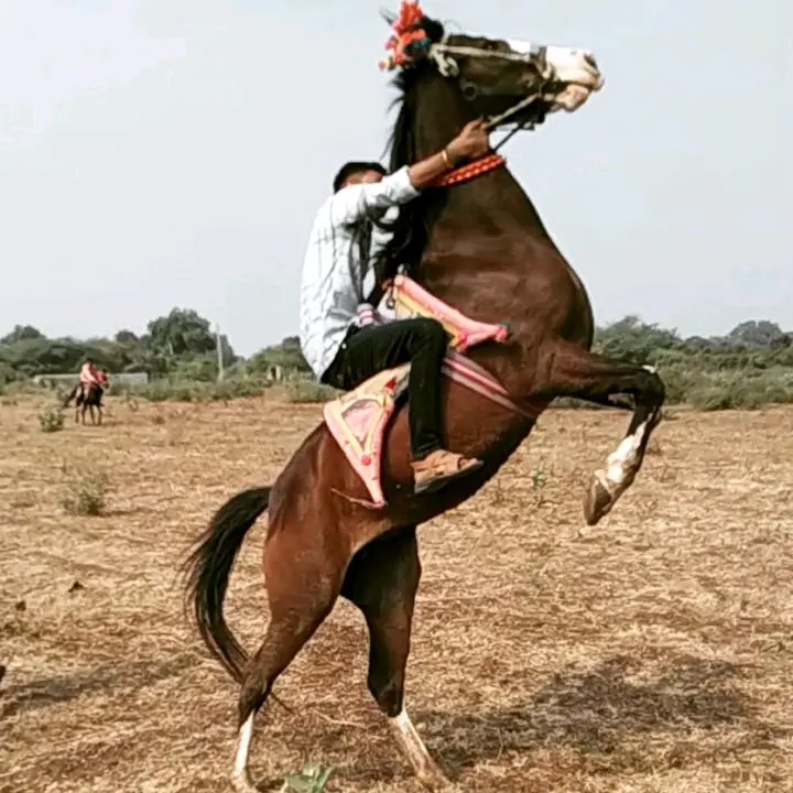 JaydevsinhRajput - original sound