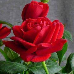 @songul007_